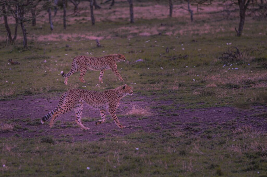 cheetahs in Kuno