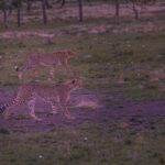 cheetahs in Kuno